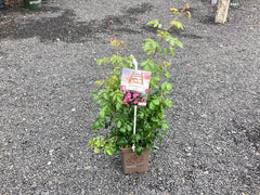 Kletterrose 'Bajazzo'