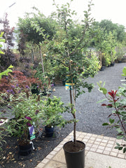 Apfelquitte 'Konstantinopler Apfelquitte'