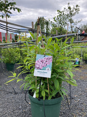 Sommerflieder 'Pink Delight'