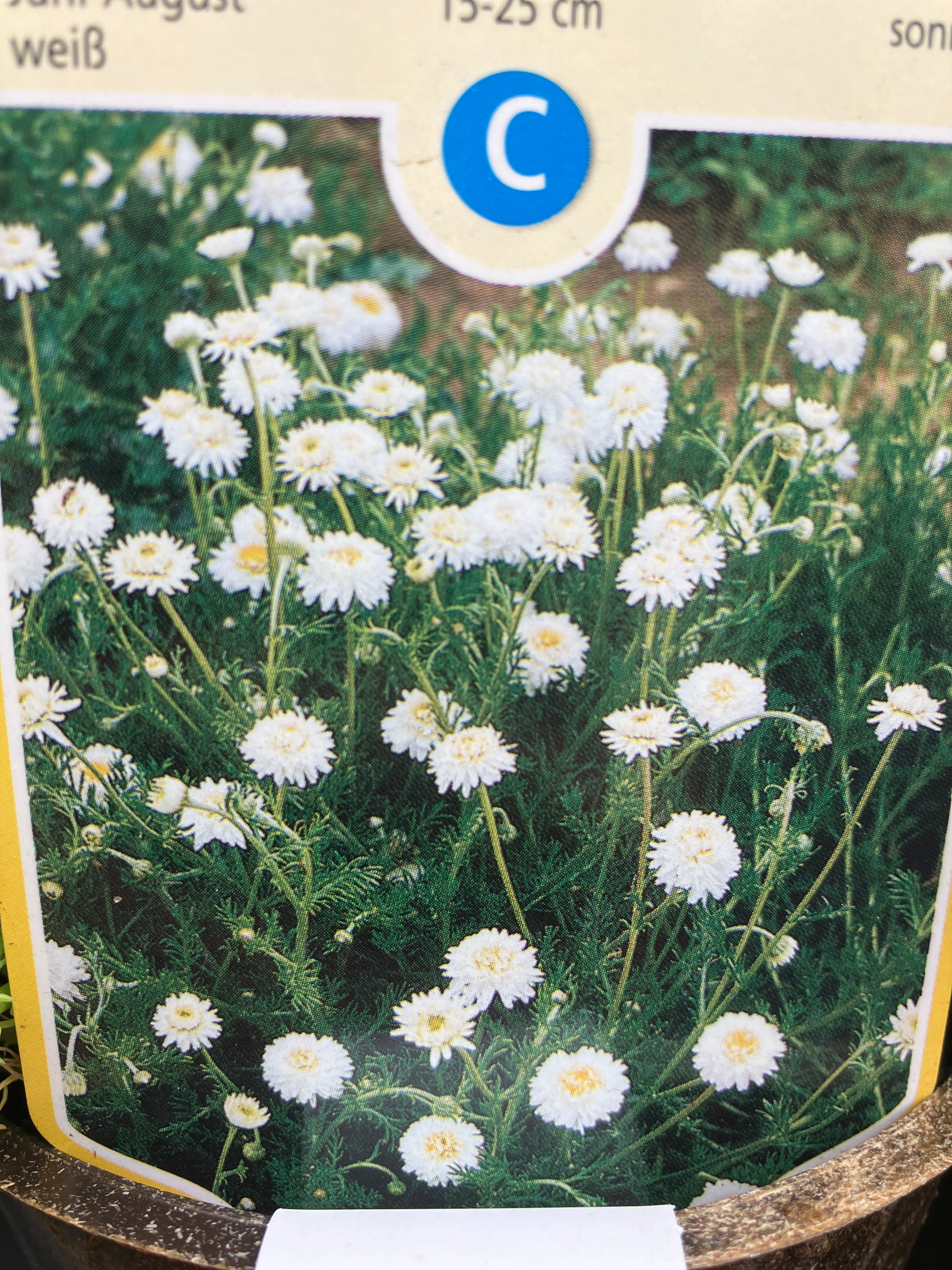 Gefüllte Römische Kamille 'Plena'