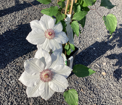 Clematis 'Madame le Coultre'