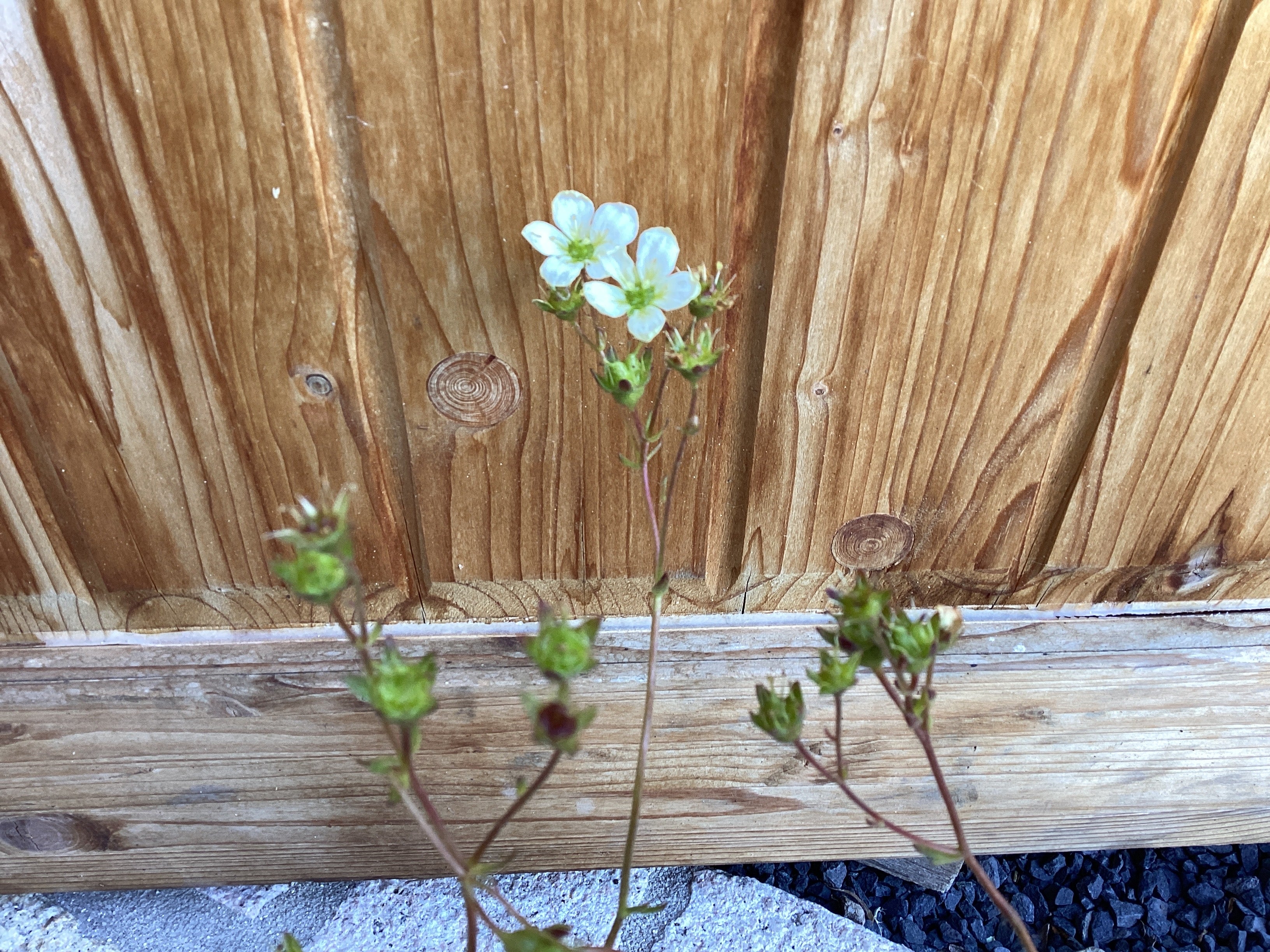Moos - Steinbrech ‘ Adebar‘ Saxifraga x arendsii
