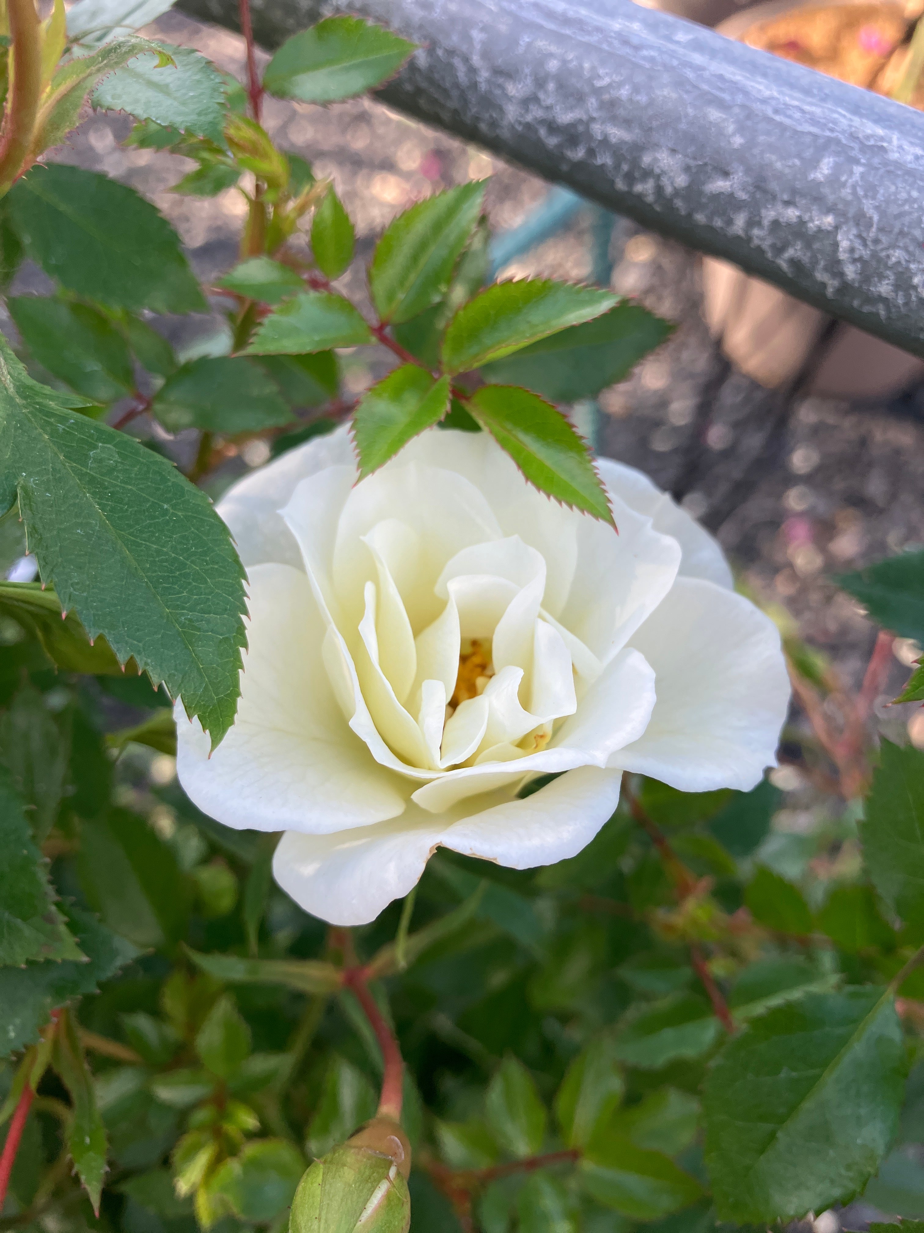 Kleinstrauchrose 'Bienenweide® Ivory'