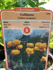 Trollblum