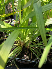 Lilientraube 'Big Blue'