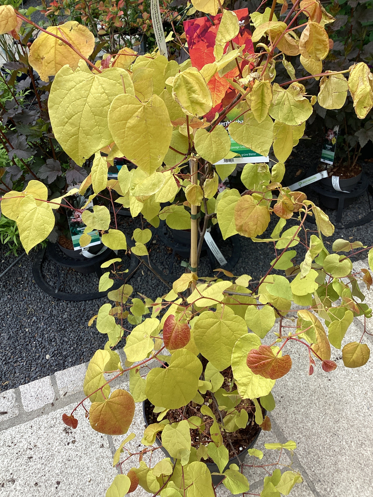 Judasbaum 'Eternal Flame' ®