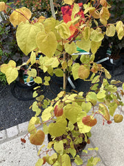 Judasbaum 'Eternal Flame' ®