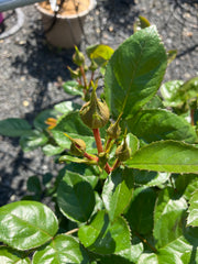 Strauchrose 'Circle of Life®'