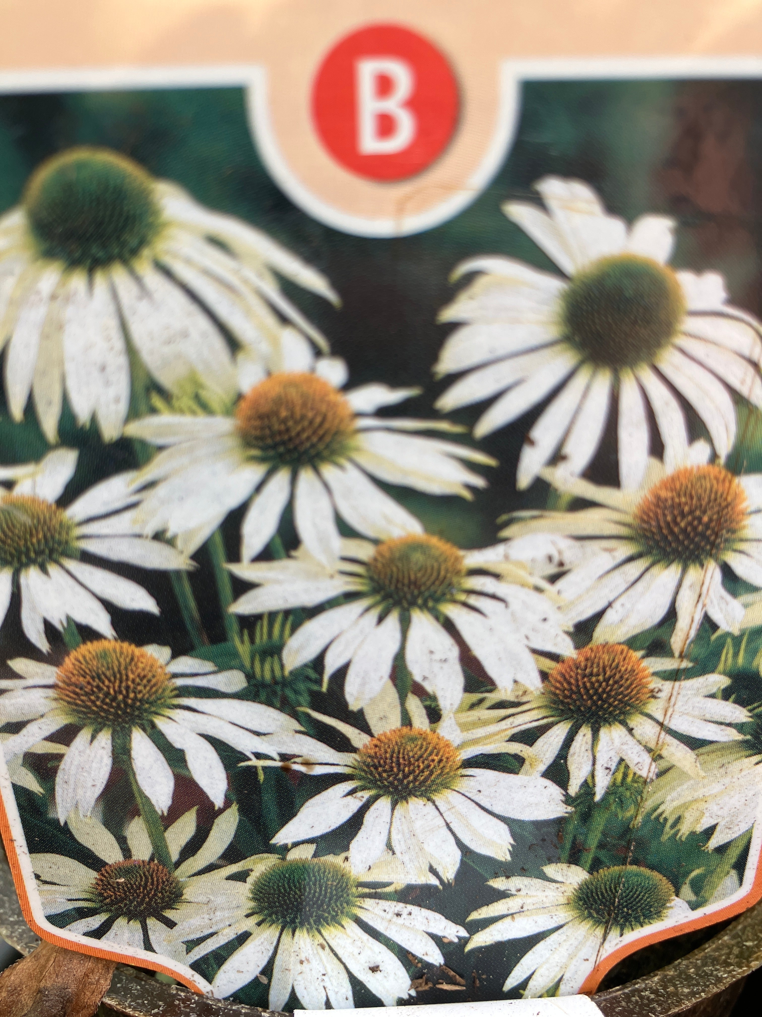 Weißer Sonnenhut Echinacea purpurea 'Alba'