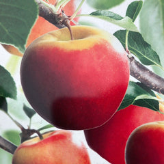 Winterapfel 'Elstar'