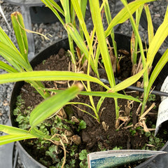 Stachelschweingras Chinaschilf 'Strictus'