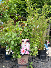 Beetrose 'SEE YOU® in rosé'