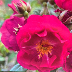Kletterrose 'Purple Siluetta®'