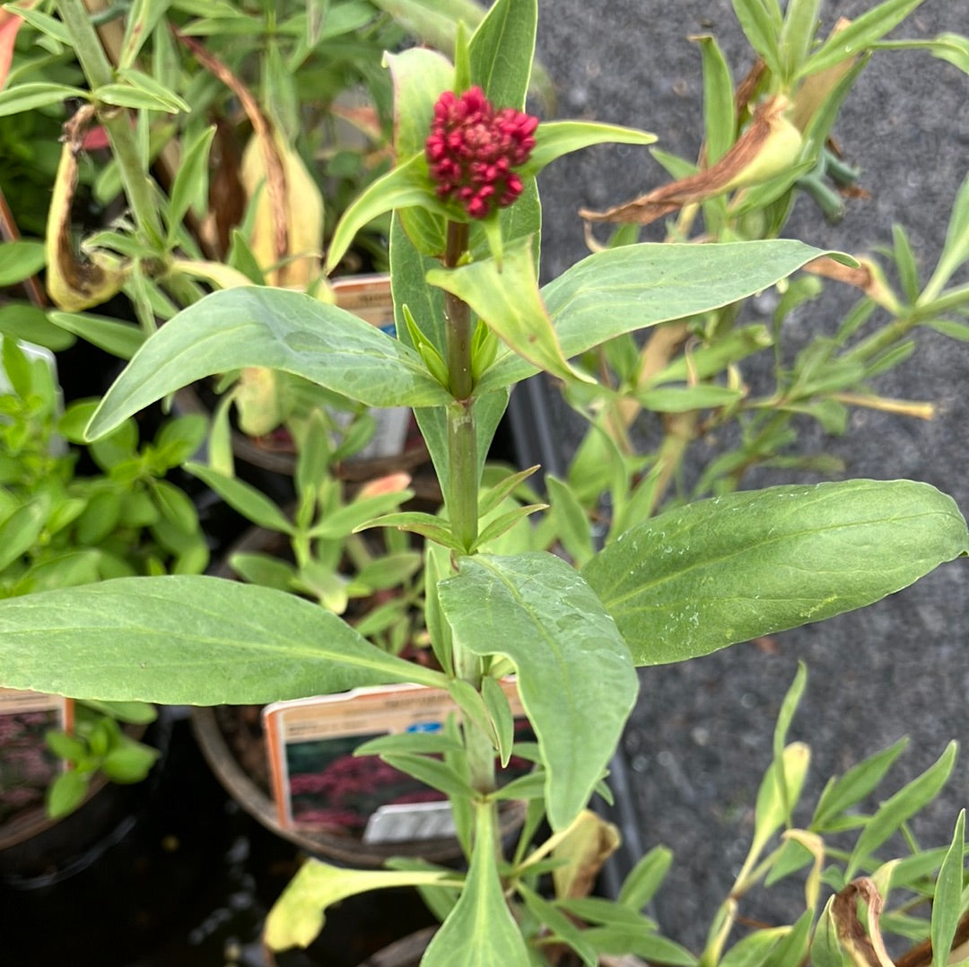 Spornblume 'Coccineus'