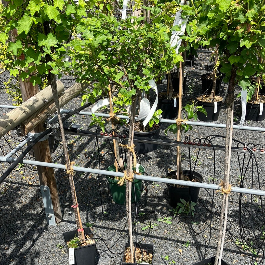 Rotfruchtige Stachelbeere 'Spinefree'