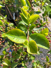 Schwarze Apfelbeere 'Autumn Magic'