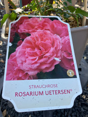 Kletterrose 'Rosarium Uetersen'