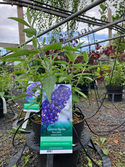 Sommerflieder 'Ellens Blue' DD