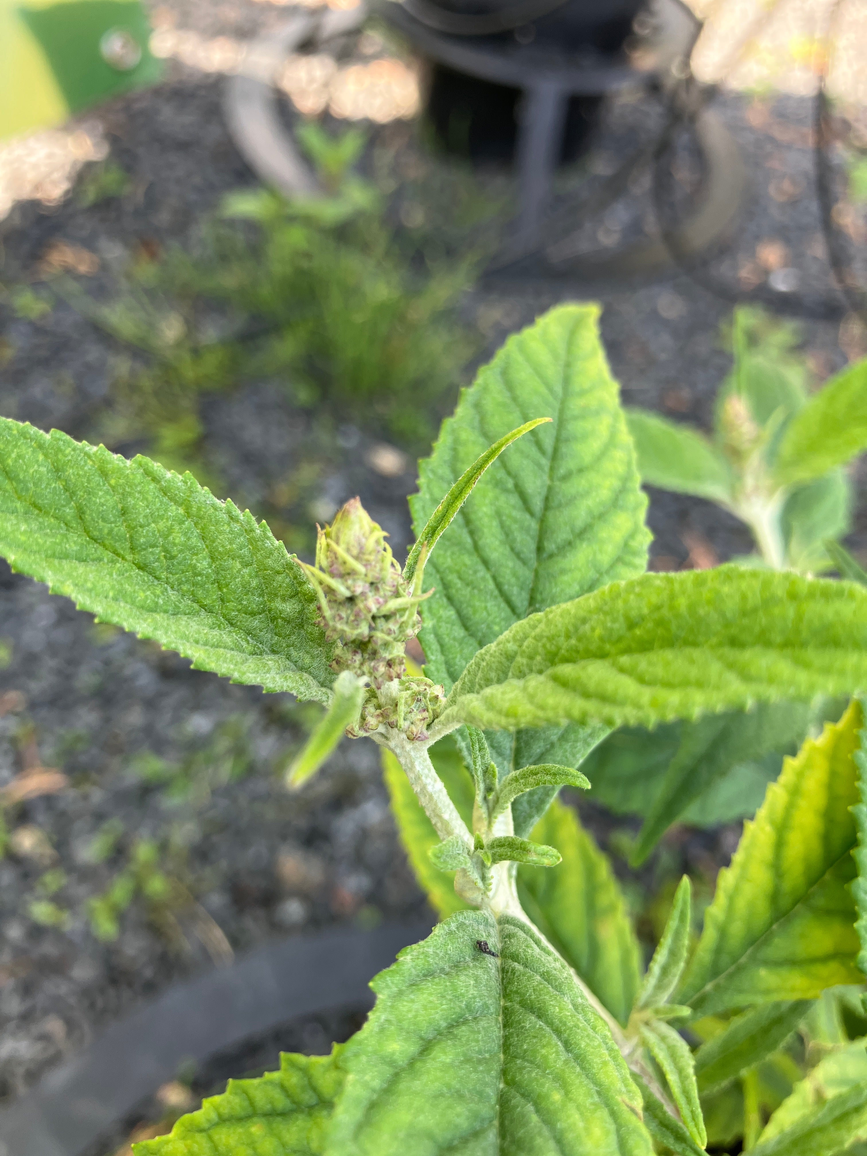 Zwerg-Schmetterlingsflieder 'Painted Lady'