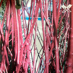 Purpur/Sibirischer Hartriegel 'Sibirica'