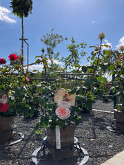 Edelrose 'Souvenir® de Baden-Baden'