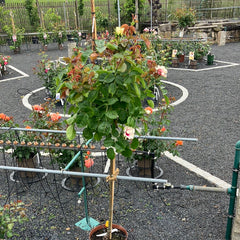 Beetrose 'SEE YOU® in purple' Hochstamm