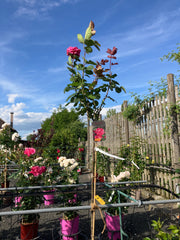 Edelrose Rosa 'Acapella®' Hochstamm