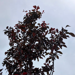 Zierapfel 'Coccinella' Hochstamm