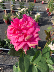 Edelrose Rosa 'Acapella®' Hochstamm