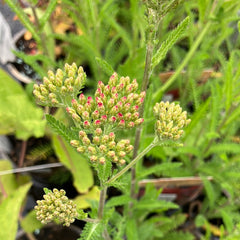 Schafgarbe 'Petra'