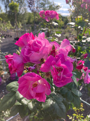 Strauchrose 'Global Water®' Hochstamm