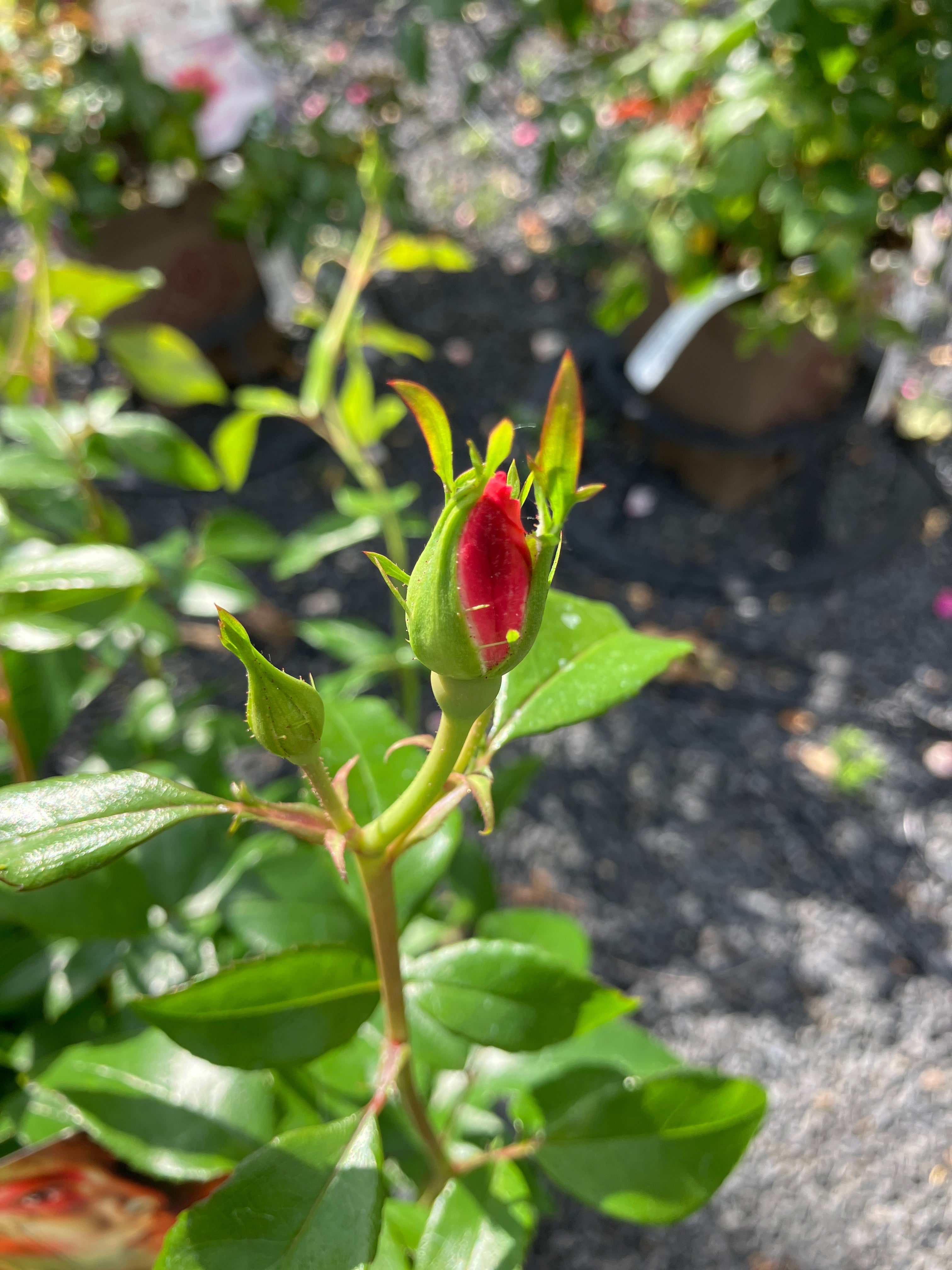 Beetrose 'Roseromantic'