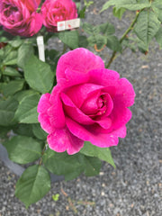 Edelrose 'Carmen Würth'
