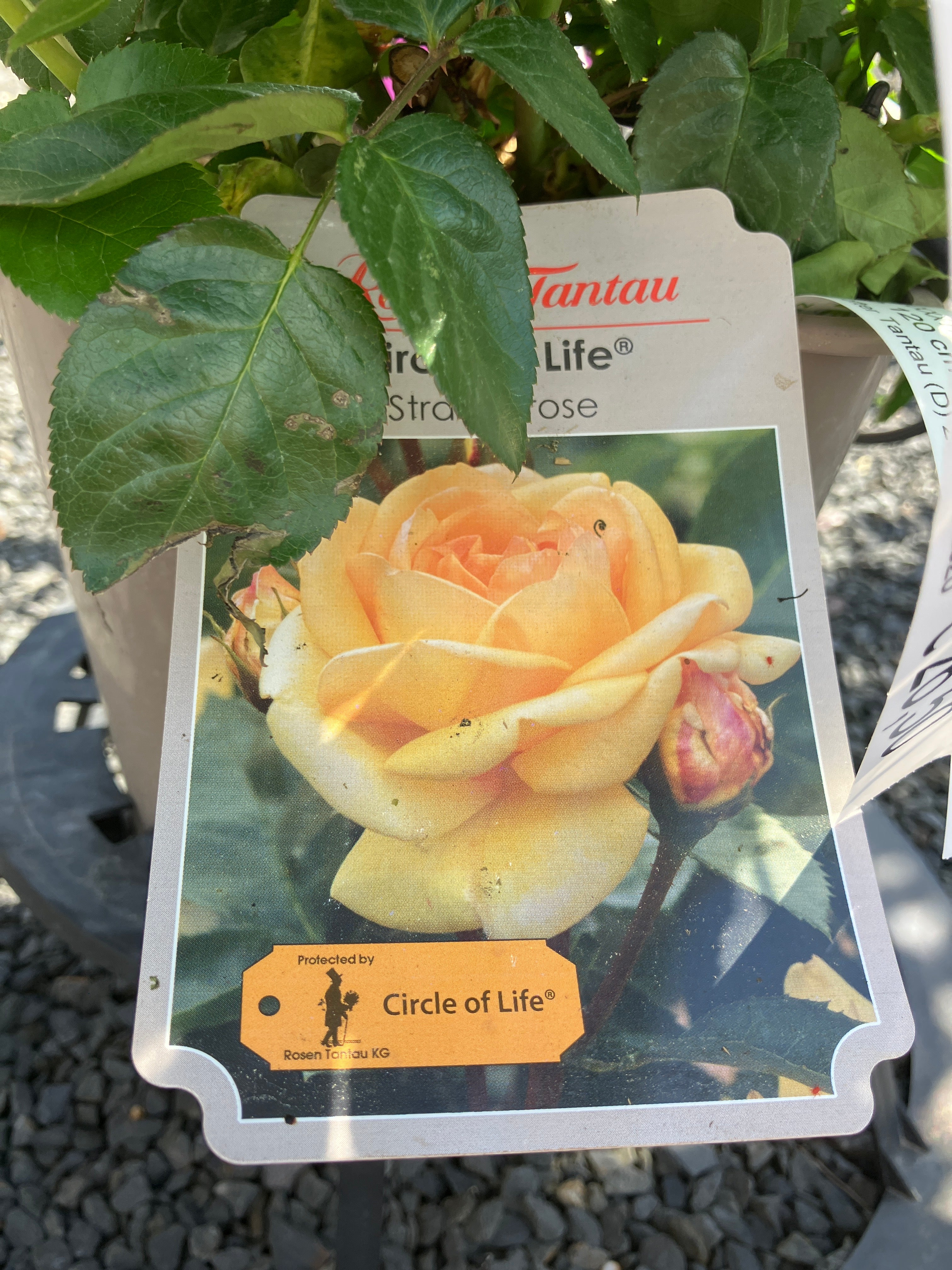 Strauchrose 'Circle of Life®'
