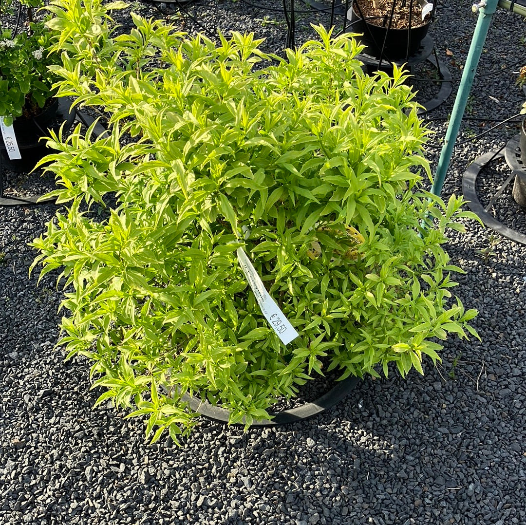 Forsythie 'Melee d'Or' klein