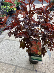 Blasenspiere 'Lady in Red'