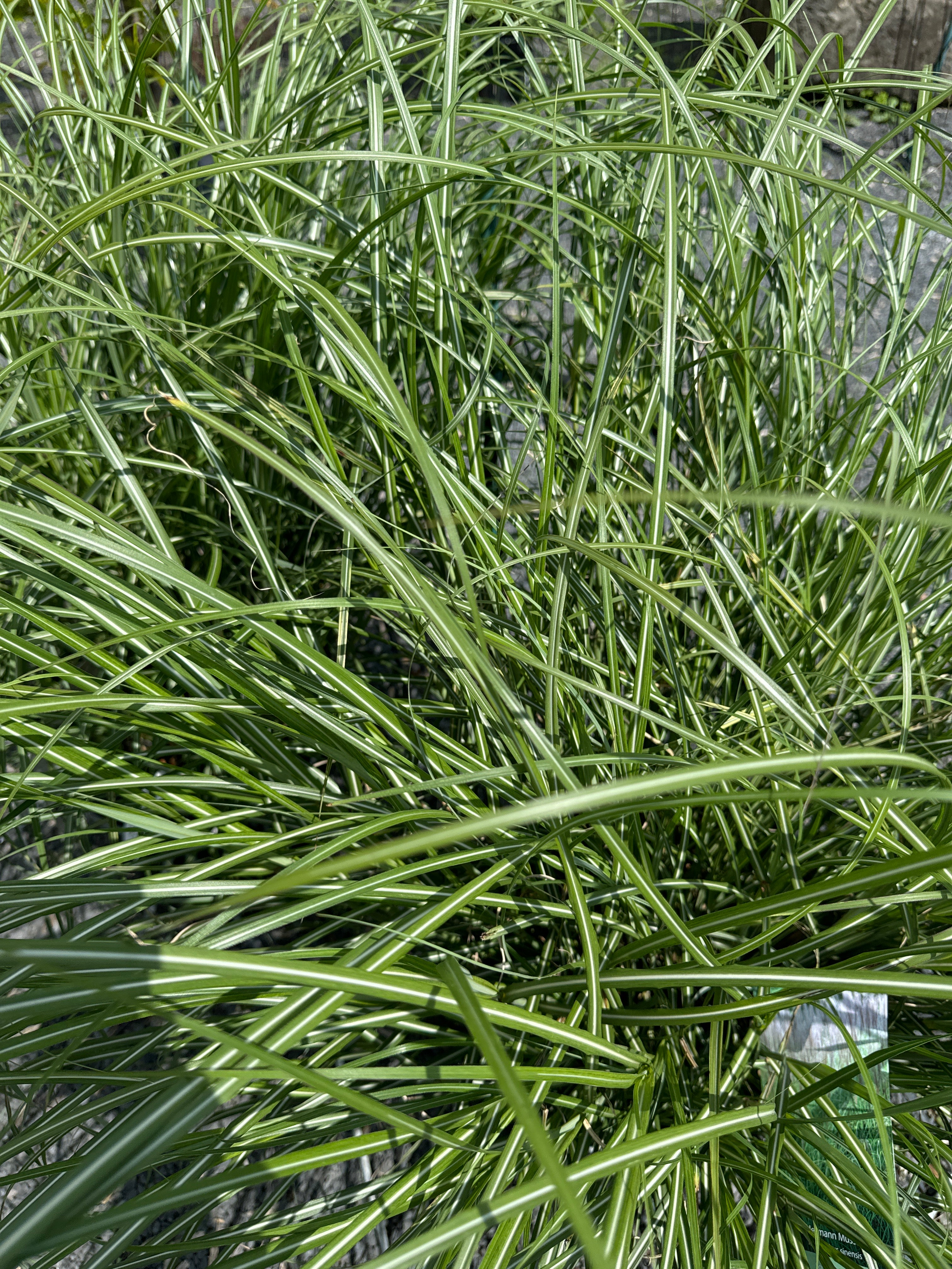 Chinaschilf 'Hermann Müssel'
