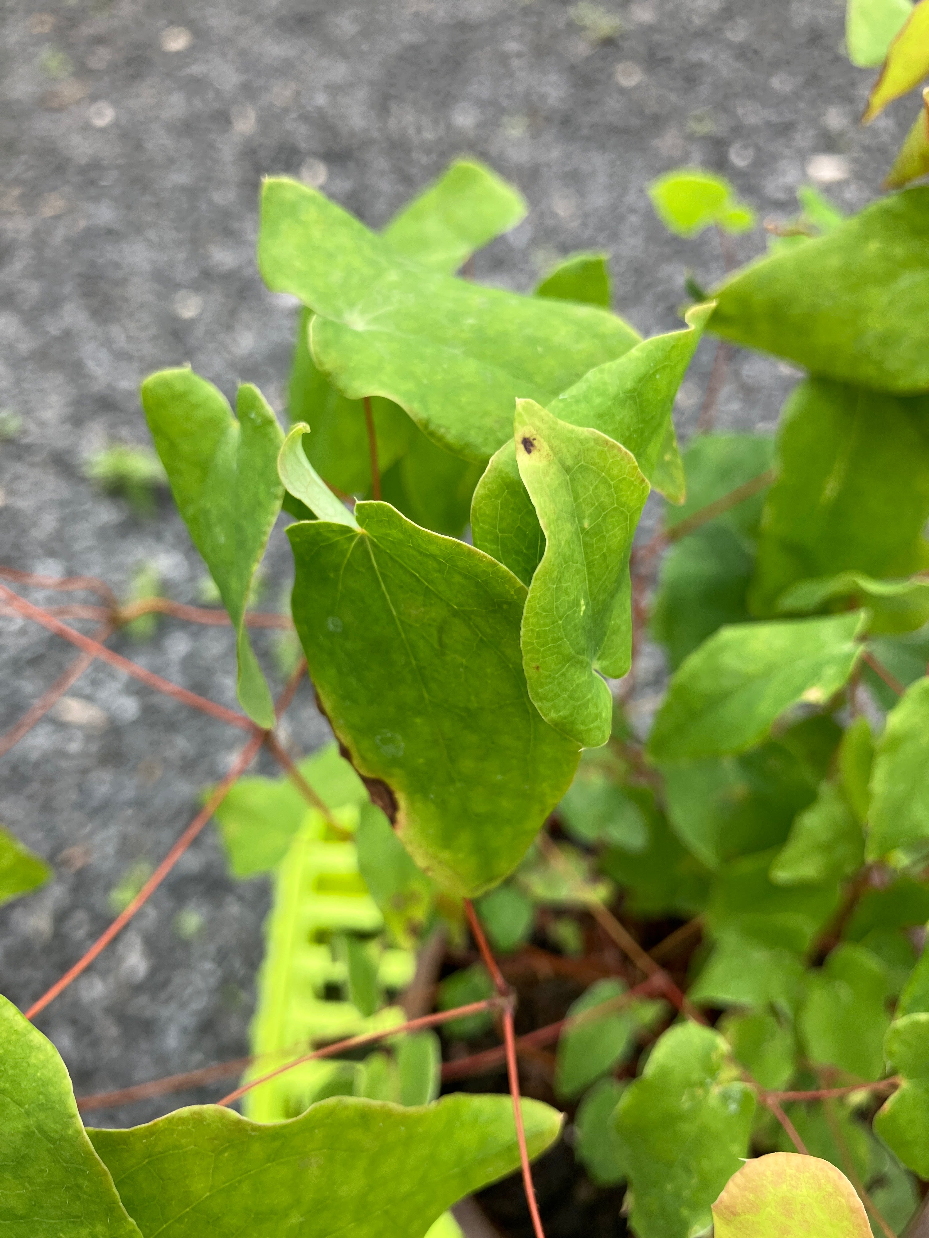 Elfenblume