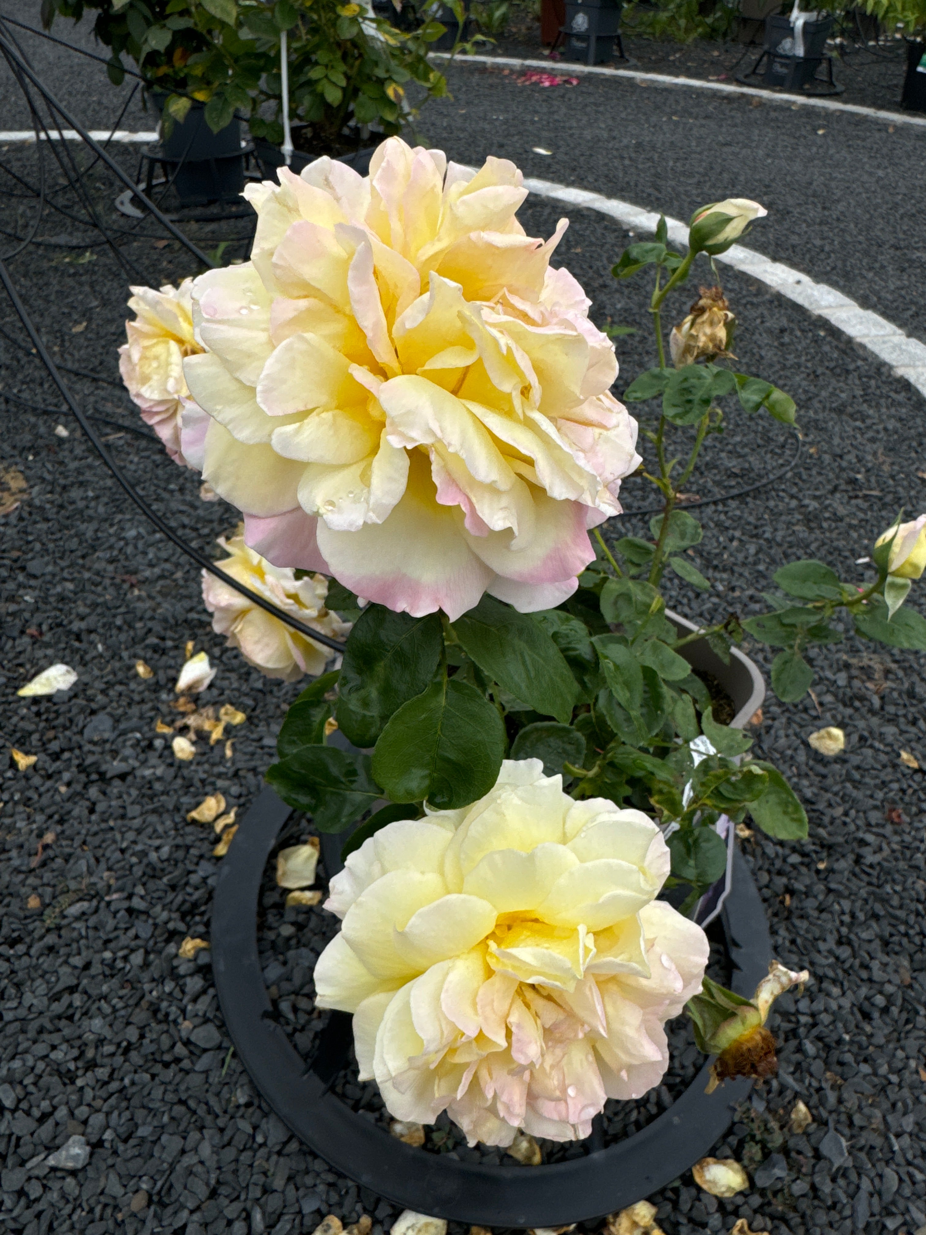 Edelrose 'Gloria Dei'