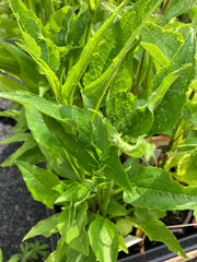 Weißer Sonnenhut Echinacea purpurea 'Alba'
