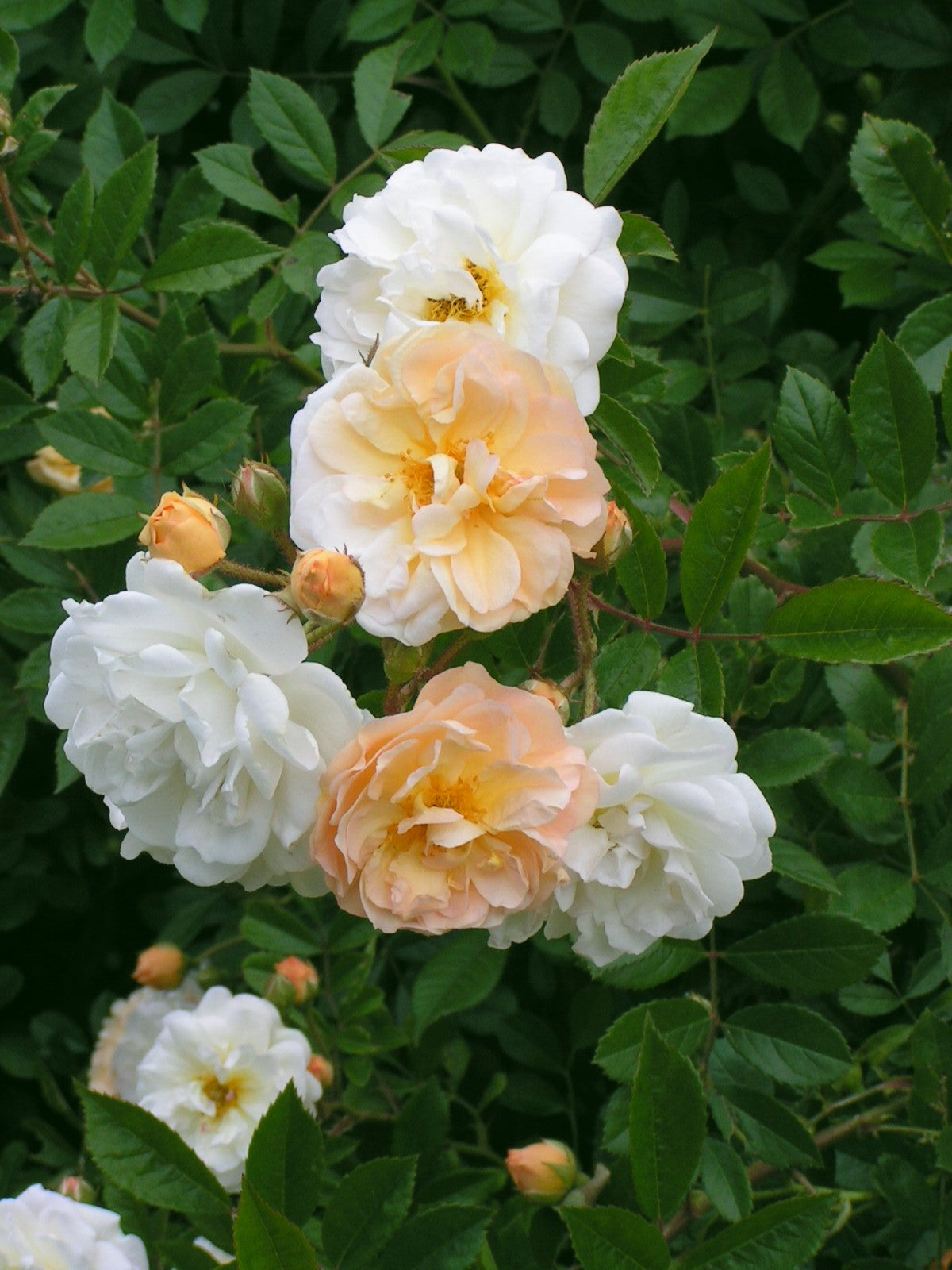 Strauchrose 'Ghislaine de Feligonde'