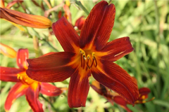 Taglilie 'Black Prince'