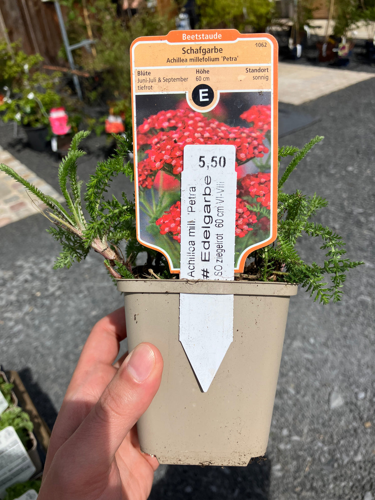 Schafgarbe 'Petra'