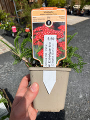 Schafgarbe 'Petra'