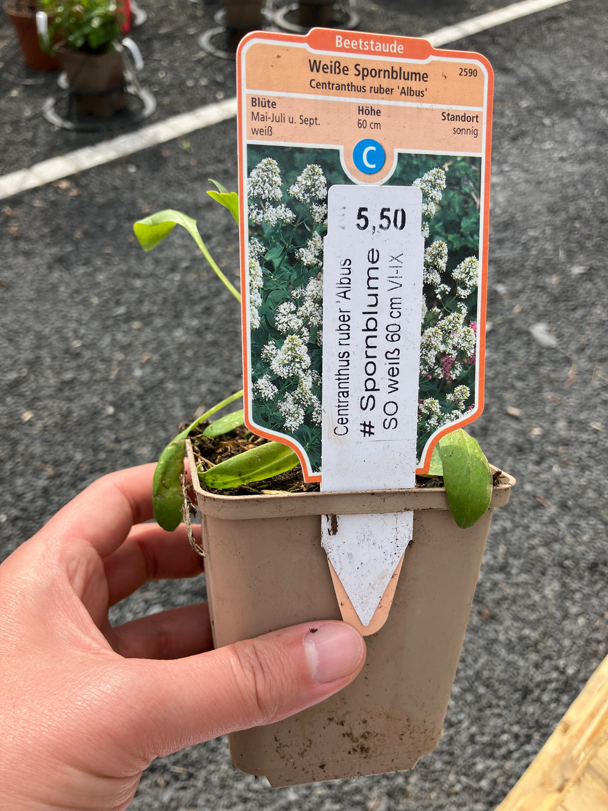 Weiße Spornblume 'Albus'