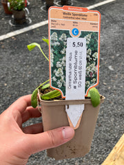 Weiße Spornblume 'Albus'