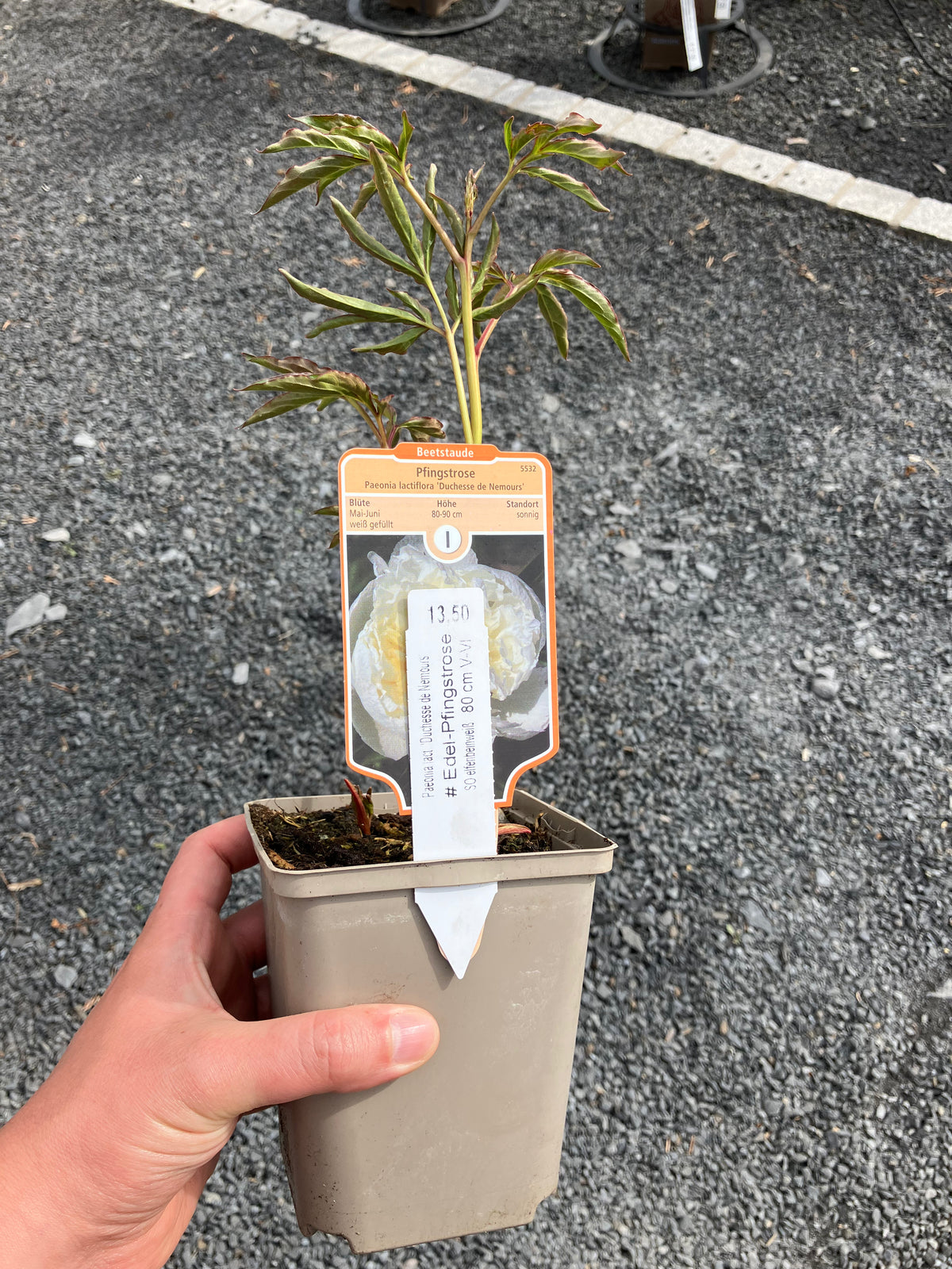 Pfingstrose 'Duchesse de Nemours'