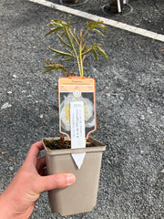 Pfingstrose 'Duchesse de Nemours'