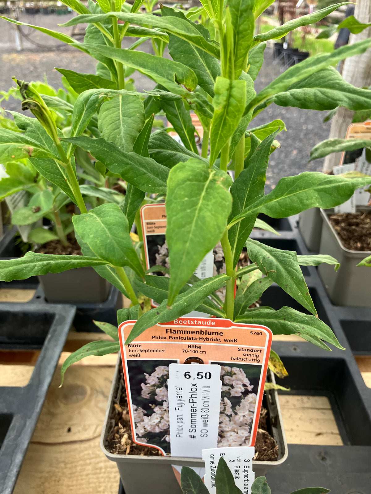 Flammenblume 'Fujiyama'