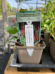 Kerzen-Knöterich 'Speciosa'